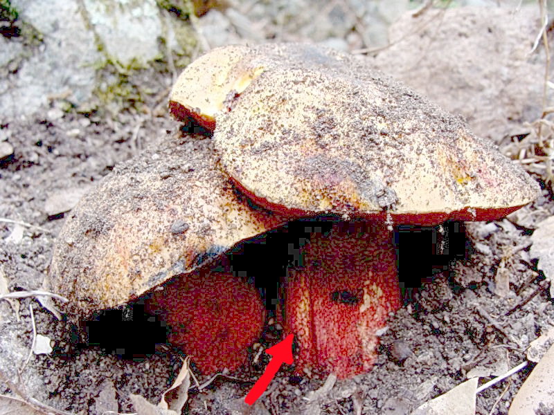 Boletus luridus?